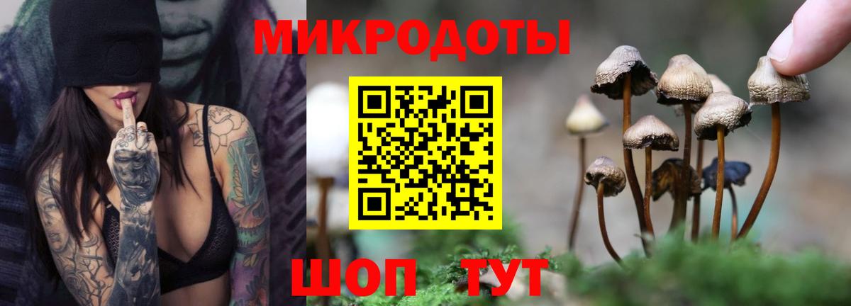 Псилоцибиновые грибы Psilocybe Великий Устюг